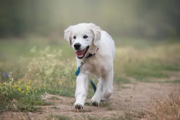 Golden Retriever köpeği parkta koşuyor.