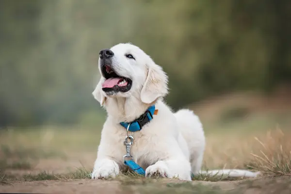 Tatlı bir Golden Retriever köpeğinin portresi. 