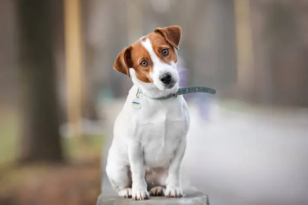 Geçmişi bulanık şirin Jack Russel 'ın portresi.