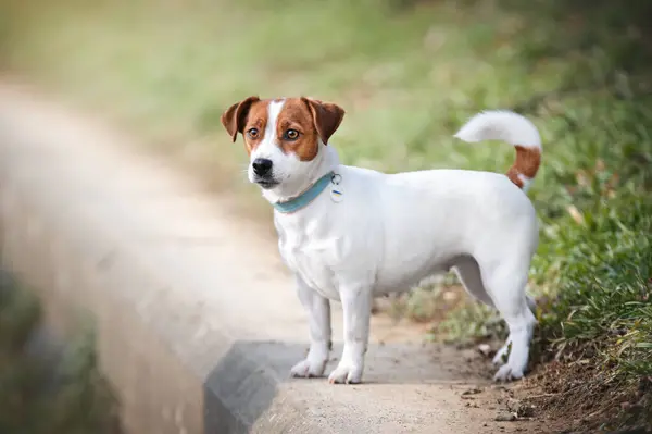 stock image dog jack russell terrier walking on the path