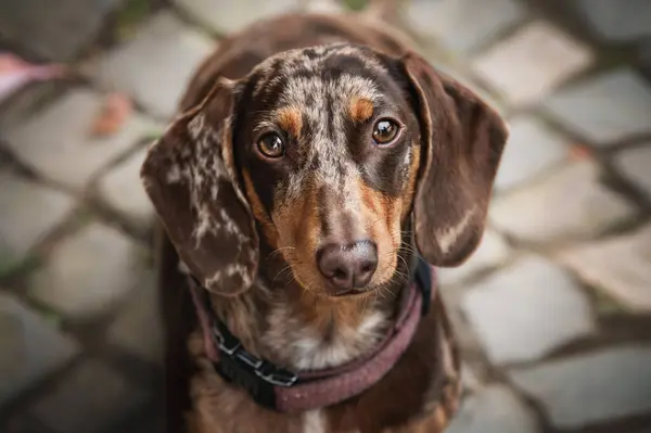 一只可爱的腊肠狗 棕色头发的狗的肖像 图库图片