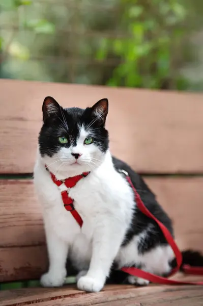 长椅上有绿眼睛的猫 免版税图库照片