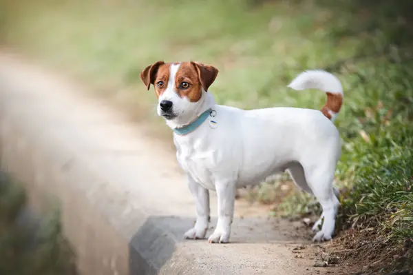 狗杰克鲁塞尔在小径上散步的狗 图库图片
