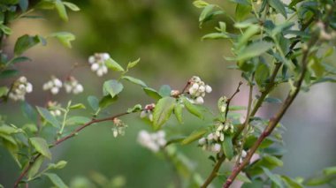 Bahar mevsiminde böğürtlen çiçekleri