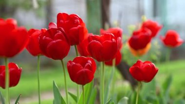 Bahçedeki güzel laleler