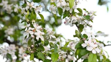 Bahar bahçesinde çiçek açan güzel bir elma dalı. Mavi gökyüzünün önünde beyaz çiçekler ve pembe tomurcuklar. Makro yakın çekim.