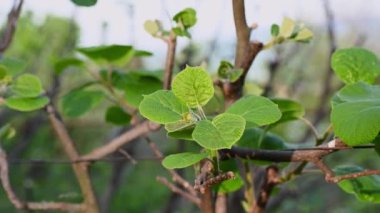 Baharda kivinin genç yapraklarının yakın çekimi. Baharın başında Ukrayna 'da Kiwifruit meyve bahçesi. Yeni tomurcuklar bu yılki sarmaşıkları oluşturmak için yeni filizleniyor. Baharın başında Kiwifruit meyve bahçesi. Baharın baharı doğada.