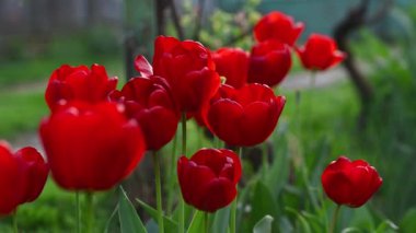 Bahçede bir bahar günü açan kırmızı laleler