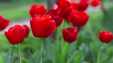 Baharda bahçede kırmızı laleler yakın plan çiçek açar. Güzel bahar çiçeği arka planı. Yumuşak odak ve parlak ışık. Bulanık bahçe arkaplanı.