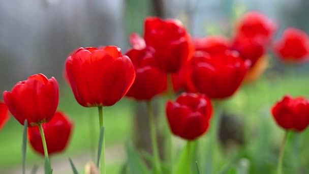Гарні Тюльпани Весняні Квіти — стокове відео