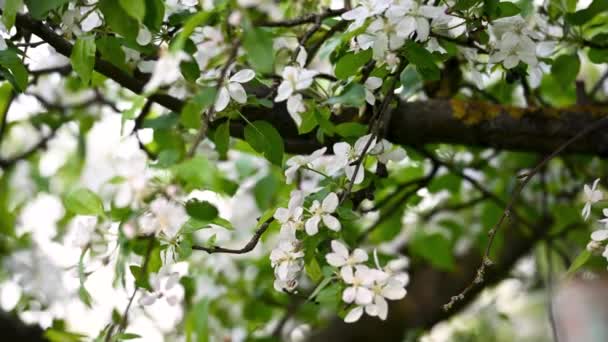 Білі Квіти Гілках Дерев Навесні — стокове відео