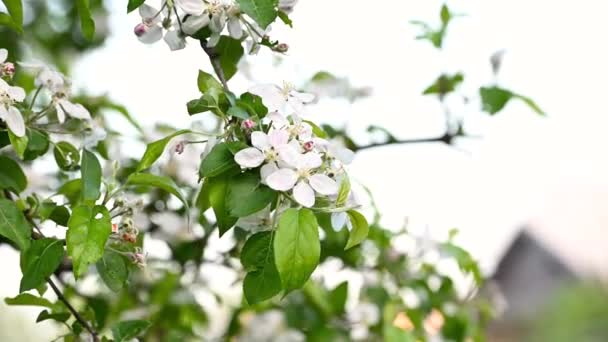 Spring Apple Flowers Apple Branch Trees Blossom Garden Apple Blossom — Video Stock