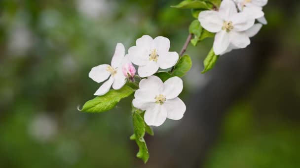 Ανθισμένη Μηλιά Αχλάδι Λευκά Λουλούδια Ανθισμένα Λευκά Λουλούδια Οπωροφόρα Δέντρα — Αρχείο Βίντεο