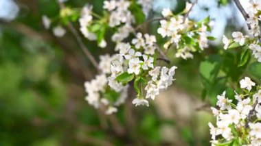 Baharda açan beyaz çiçekler