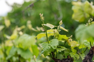 Bahçedeki yeşil üzüm yaprakları