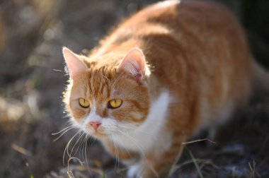 Bahçedeki güzel kırmızı kedi. Kırmızı bir tekir kedinin portresi