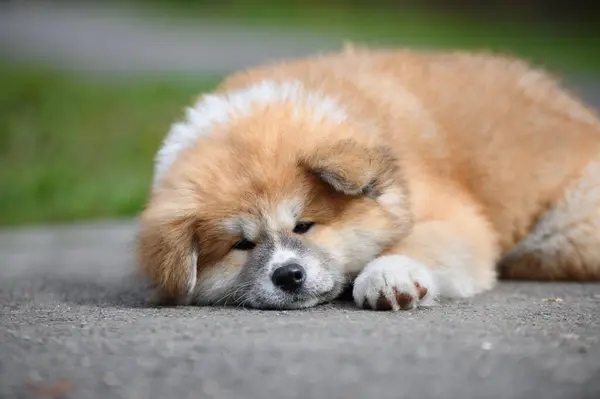 可爱的秋田小狗狗睡在户外 图库图片