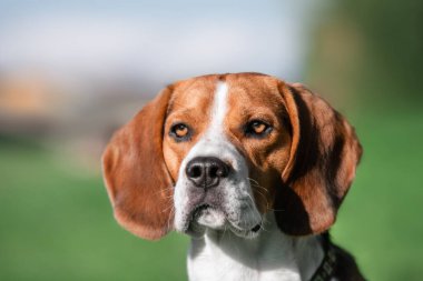 Av köpeği bahçedeki bir şeye bakıyor.