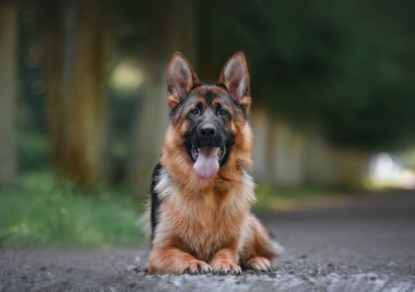 Alman çoban köpeği portresi