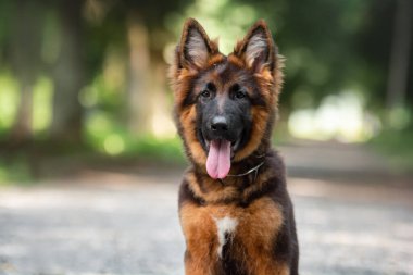 Alman çoban köpeği ormanda.