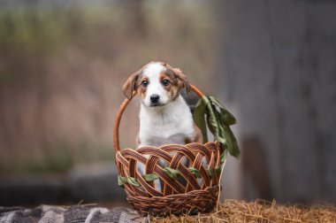 Hasır sepetteki şirin köpek yavrusu. 