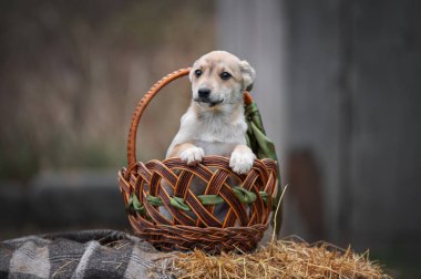 Dışarıda sepetlenmiş sevimli bir köpek.