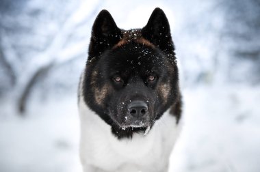Kışın Amerikan akita köpeği