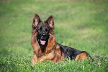 Alman çoban köpeği çimlerin üzerinde