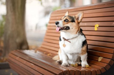 Parktaki bankta duran şirin bir Corgi köpeğinin portresi.