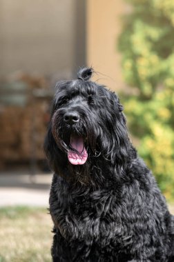 Rus siyah teriyerinin kara köpeği.