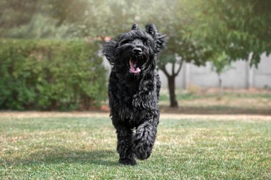 Siyah Rus teriyer köpeği parkta.