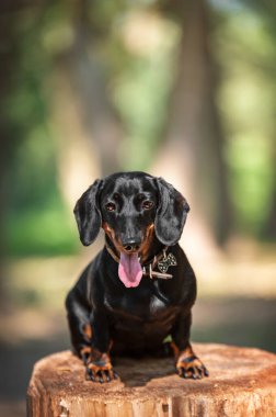Parktaki sevimli bir köpek portresi.