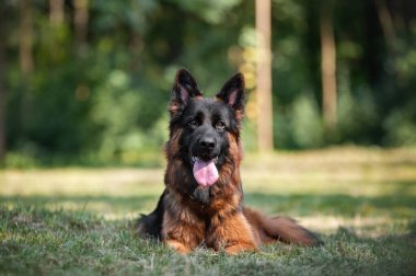 Parktaki Alman çoban köpeğinin portresi.