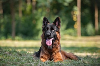 Alman çoban köpeği parkta.