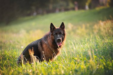 Alman çoban köpeği doğadaki yeşil çimlerde.