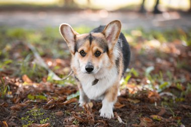 Ormandaki çimlerin üzerinde Galli bir Corgi Pembroke köpeğinin portresi..