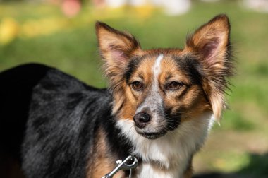 Şirin bir köpeğin portresi.