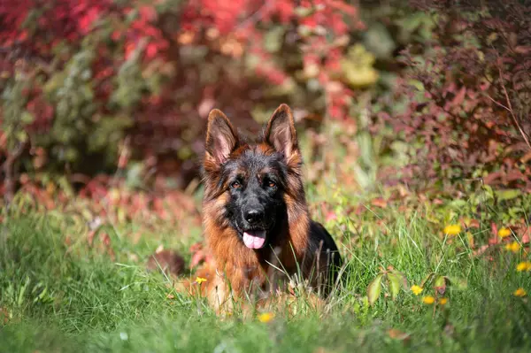 Alman çoban köpeği sonbahar ormanında yatıyor.