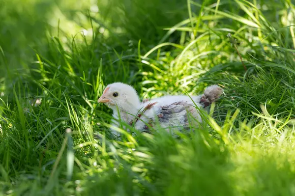 一个年轻的小鸡正坐在绿草上 图库图片