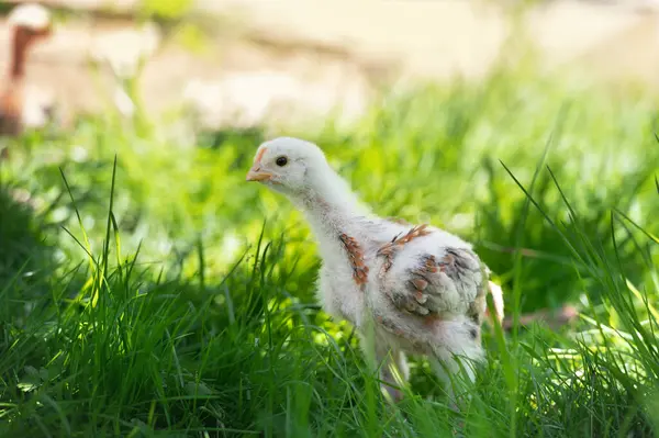 Junge Hühner Auf Einem Bauernhof Stockfoto