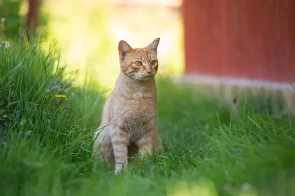 红猫在院子里的花园里散步 免版税图库照片