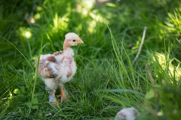 草丛中的小鸡 免版税图库图片