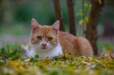 Bahçedeki kırmızı tüylü kedi