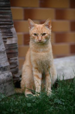 Sarı gözlü kırmızı kedinin portresi.