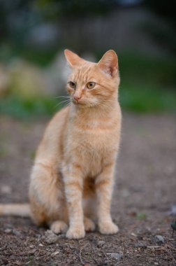 Bahçedeki kırmızı kedi