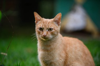 Yeşil çimenlerin üzerinde oturan kedi
