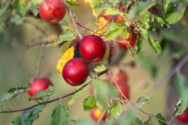 Olgun Kırmızı elma dalı