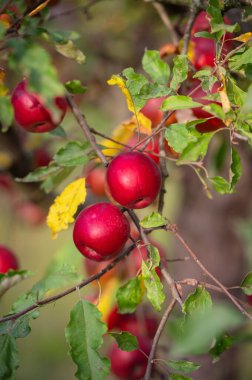 Olgun kırmızı elmalar ağaçta
