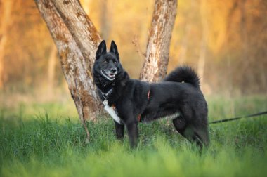 Parktaki çimlerde siyah Rus Avrupa Laika köpeğinin portresi