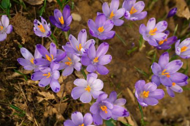 Mor örgü çiçekleri, menekşe örgü, ilkbahar veya dev örgü - crocus vernus - yakın planda, seçici odak